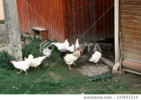 White hens and rooster walking on green grass in a rural farmyard near a wooden barn White hens and rooster walking on green grass in a rural farmyard near a wooden barn 137631514
