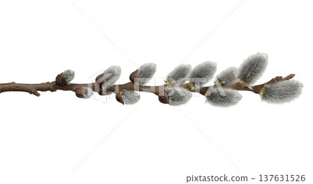 Single branch of pussy willow with fuzzy silver catkins, isolated on transparent. Perfect for easter decorations, nature collages, and cards 137631526
