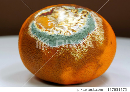 Overripe and rotten mandarin. Rotten tangerine covered with mold Overripe and rotten mandarin. Rotten tangerine covered with mold 137631573