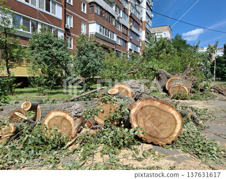 Old thick poplars trees cut down near a residential houses Old thick poplars trees cut down near a residential houses 137631617