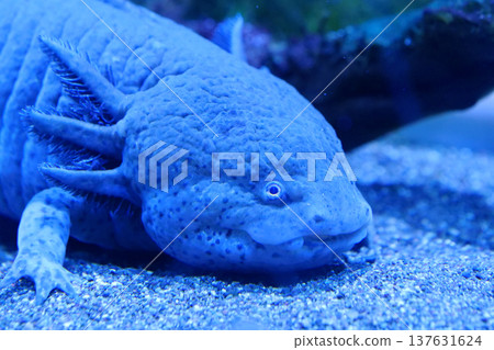 Axolotl, Ambystoma mexicanum, amphibian larva ambystoma, paedomorphic salamander Axolotl, Ambystoma mexicanum, amphibian larva ambystoma, paedomorphic salamander 137631624