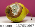 Rotting fruits. Over ripe and rotten pear, covered with mold and fungus 137631667