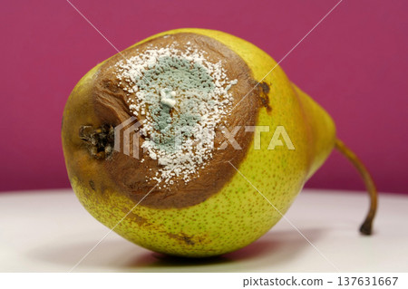 Rotting fruits. Over ripe and rotten pear, covered with mold and fungus Rotting fruits. Over ripe and rotten pear, covered with mold and fungus 137631667