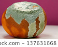 Overripe and rotten mandarin. Rotten tangerine covered with mold 137631668