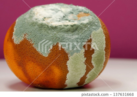 Overripe and rotten mandarin. Rotten tangerine covered with mold 137631668