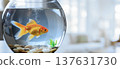 Calm goldfish gliding through water amid soothing decor and gentle sunlight 137631730