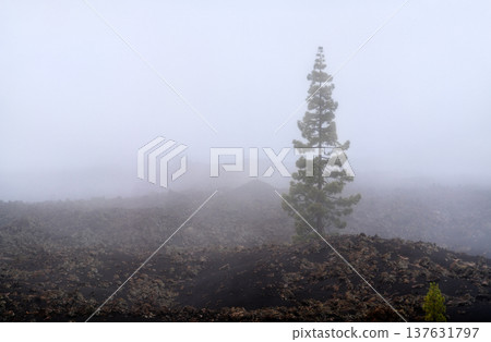 A solitary pine tree stands amidst the black lava rocks and thick fog of the Chinyero volcano area in Tenerife, Canary Islands. 137631797