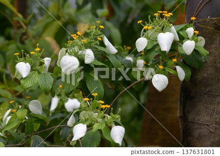 Kaekronnka 137631801