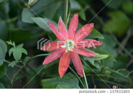 Passiflora Aucklandia 137631803