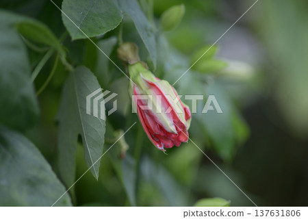 西番蓮奧克蘭花蕾 137631806