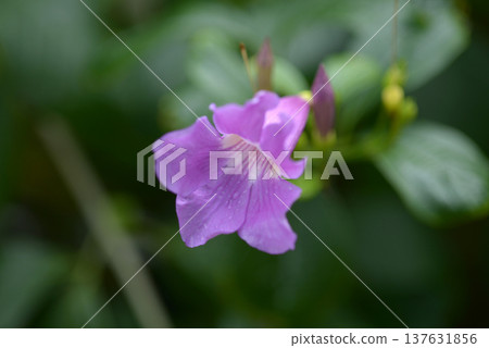 Bignonia magnifica 137631856