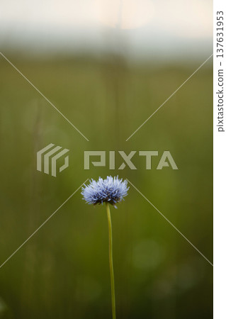 Blue Flower Centerpiece. Single Vibrant Blue Flower With Sharp Focus And Soft Background 137631953