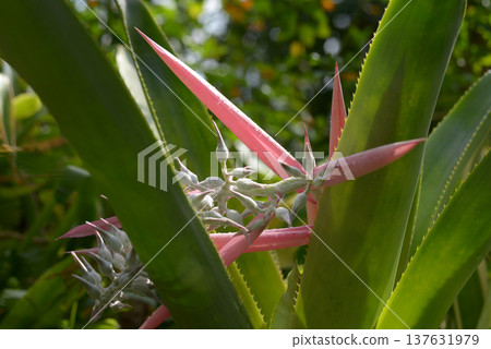 Aechmea mcbaugii Aechmea mcbaugii 137631979