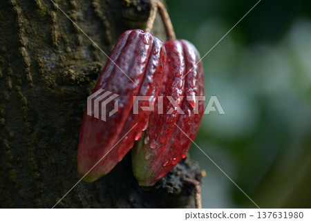 Cacao fruit Cacao fruit 137631980