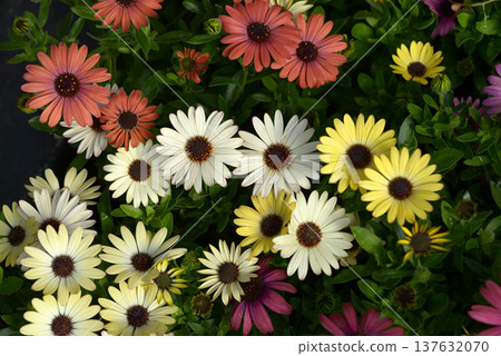 非洲菊花圖案 137632070