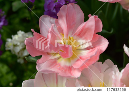 狐步鬱金香 狐步鬱金香 137632266