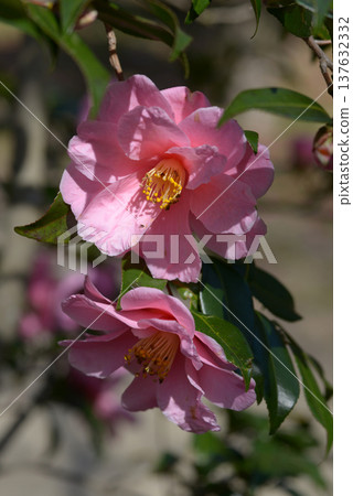 Smiling Red Camellia 137632332