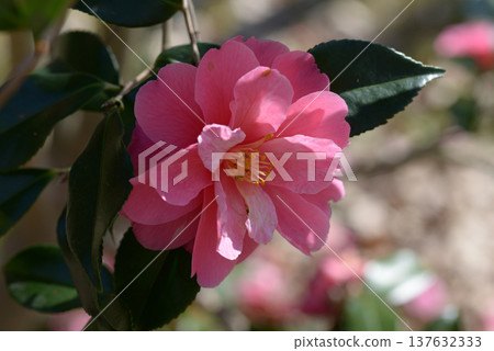 Smiling Red Camellia Smiling Red Camellia 137632333