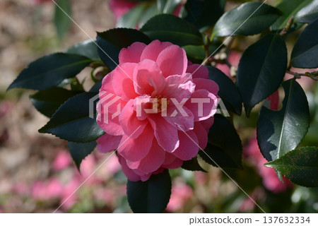 Smiling Red Camellia Smiling Red Camellia 137632334