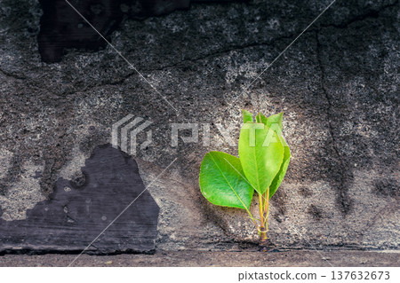 Young tree growing through a crack in concrete symbolizes resilience, hope, and new beginnings. Concept of business resilience, growth mindset, opportunity, startup spirit, long-term success, Young tree growing through a crack in concrete symbolizes resilience, hope, and new beginnings. Concept of business resilience, growth mindset, opportunity, startup spirit, long-term success, 137632673
