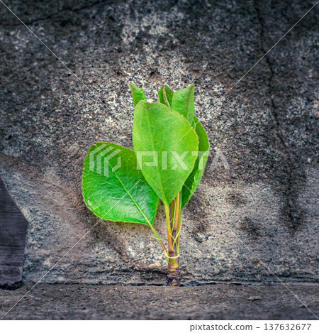 Young tree growing through a crack in concrete symbolizes resilience, hope, and new beginnings. Concept of business resilience, growth mindset, opportunity, startup spirit, long-term success, Young tree growing through a crack in concrete symbolizes resilience, hope, and new beginnings. Concept of business resilience, growth mindset, opportunity, startup spirit, long-term success, 137632677