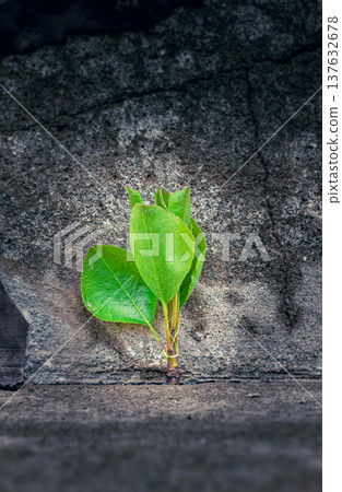 Young tree growing through a crack in concrete symbolizes resilience, hope, and new beginnings. Concept of business resilience, growth mindset, opportunity, startup spirit, long-term success, Young tree growing through a crack in concrete symbolizes resilience, hope, and new beginnings. Concept of business resilience, growth mindset, opportunity, startup spirit, long-term success, 137632678