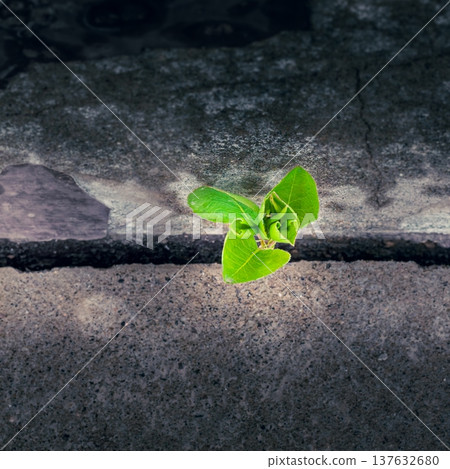 Young tree growing through a crack in concrete symbolizes resilience, hope, and new beginnings. Concept of business resilience, growth mindset, opportunity, startup spirit, long-term success, Young tree growing through a crack in concrete symbolizes resilience, hope, and new beginnings. Concept of business resilience, growth mindset, opportunity, startup spirit, long-term success, 137632680
