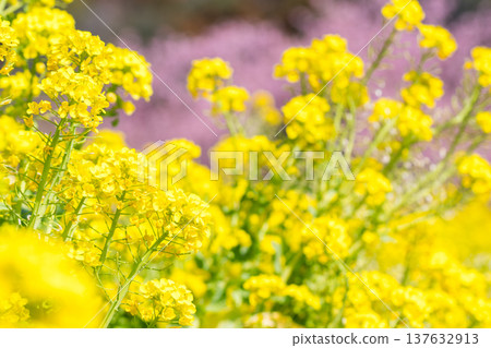 [Rape blossoms] Rape blossoms and Kawazu cherry blossoms blooming in Midori no Sato 137632913