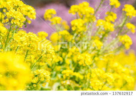 [Rape blossoms] Rape blossoms and Kawazu cherry blossoms blooming in Midori no Sato 137632917