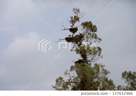 Huge tree with many stork nests Huge tree with many stork nests 137632966