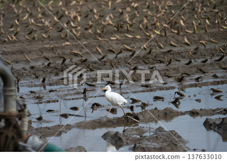 Cattle egret, a countryside bird belonging to the Ardeidae family 137633010