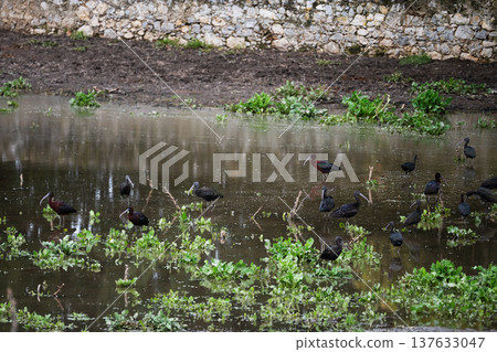 Black ibis, Plegadis falcinellus, is a bird with a long, curved beak that generally lives in humid areas 137633047
