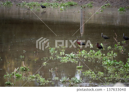 Black ibis, Plegadis falcinellus, is a bird with a long, curved beak that generally lives in humid areas 137633048