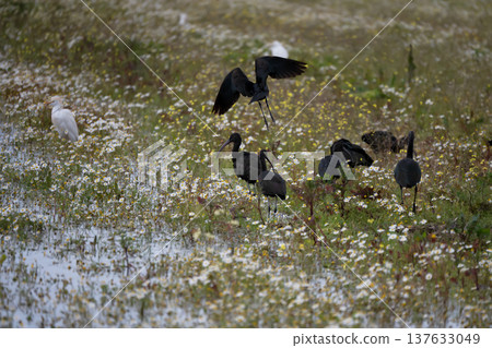 Black ibis, Plegadis falcinellus, is a bird with a long, curved beak that generally lives in humid areas 137633049