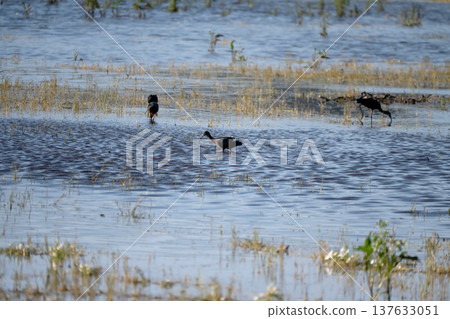Black ibis, Plegadis falcinellus, is a bird with a long, curved beak that generally lives in humid areas Black ibis, Plegadis falcinellus, is a bird with a long, curved beak that generally lives in humid areas 137633051
