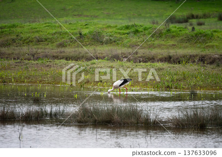 Stork on the ground searching for food Stork on the ground searching for food 137633096