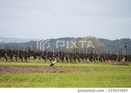 Stork on the ground searching for food 137633097