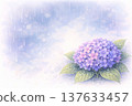hydrangea   137633457