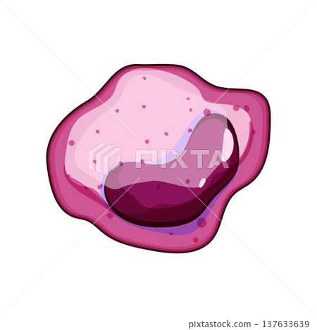 Monocyte cell representing human immune system defense mechanism 137633639