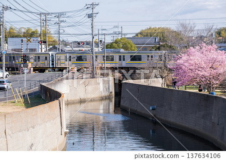 【內房線】內房線列車駛過一排河津櫻花樹。 137634106