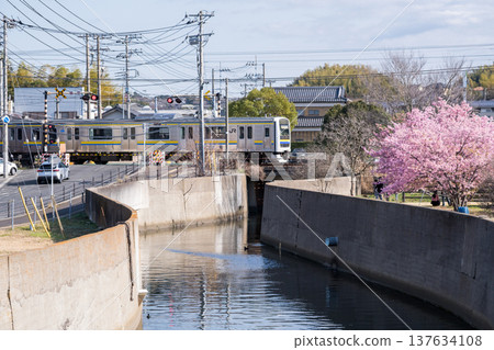 [Uchibo Line] A train on the Uchibo Line passing by a row of Kawazu cherry trees. 137634108