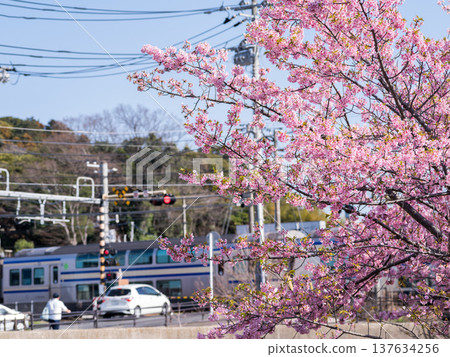 【內房線】內房線列車駛過一排河津櫻花樹。 137634256