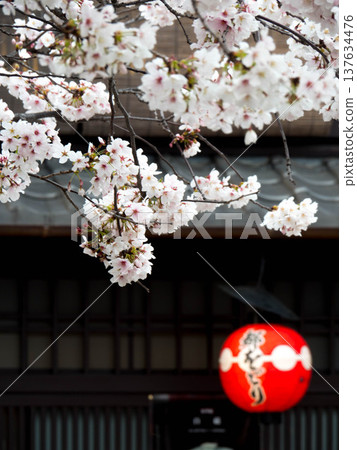 白色的櫻花在紅燈籠的襯托下格外醒目。 137634476