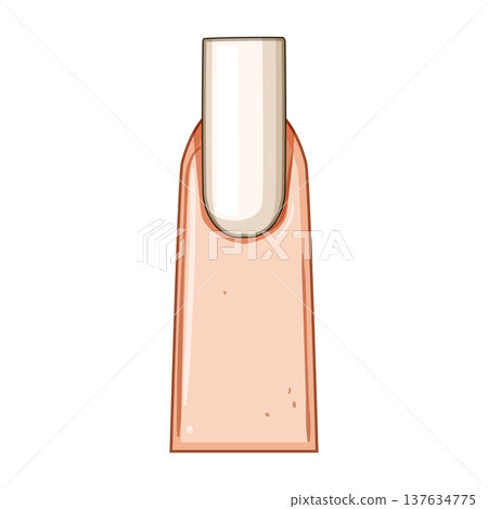 stiletto nail shape cartoon vector illustration stiletto nail shape cartoon vector illustration 137634775