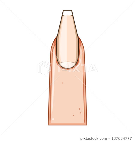 coffin nail shape cartoon vector illustration coffin nail shape cartoon vector illustration 137634777