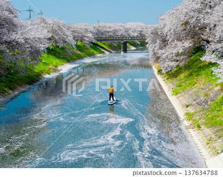 Falling cherry blossoms, a man playing on a raft of petals. 137634788