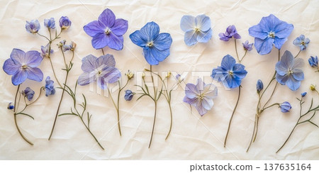 A vibrant cluster of delicate blue flowers elegantly arranged against a pristine white background, showcasing nature s beauty. 137635164