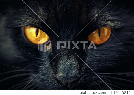 Mysterious black cat with striking yellow eyes intensely gazes at the camera in dim lighting ambiance. 137635215