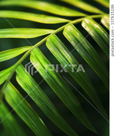 Close Up of a Vibrant Green Leaf Captured Against a Deep Black Background with Intricate Details Close Up of a Vibrant Green Leaf Captured Against a Deep Black Background with Intricate Details 137635286