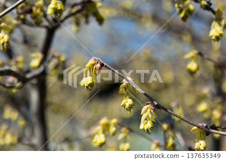 Toshi鐮刀 137635349